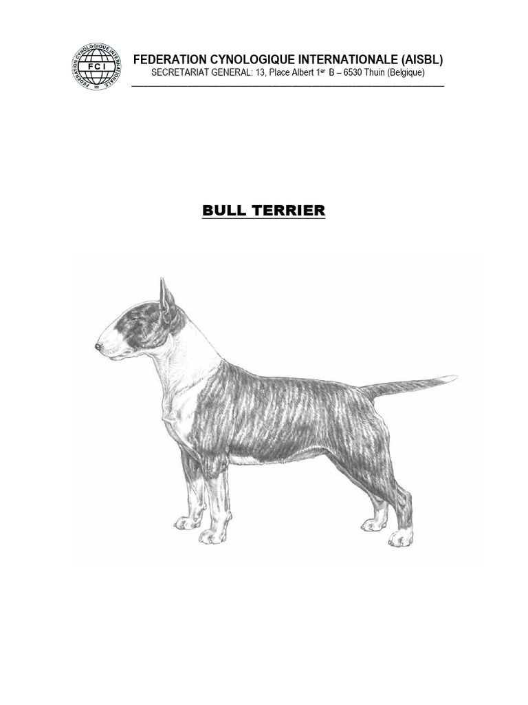 Standard FCI du Bull Terrier | PDF | Allure (équitation) | Chevaux