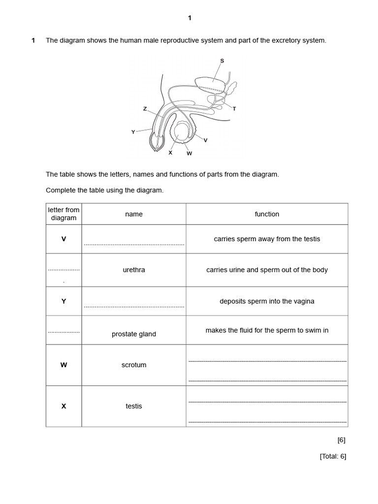 Human Reproductive System Overview | PDF | Reproductive System ...