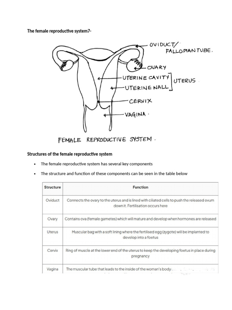 Female Reproductive System Overview | PDF | Fertilisation | Placenta