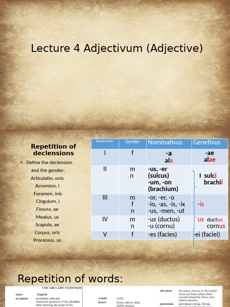 Lecture+4+Adjectivum | PDF | Grammatical Gender | Adjective