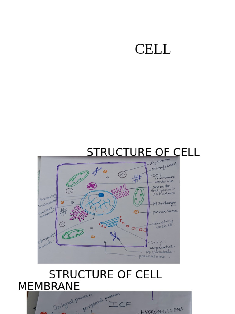 Cell Structure and Membrane Functions | PDF | Cell Membrane | Cell ...