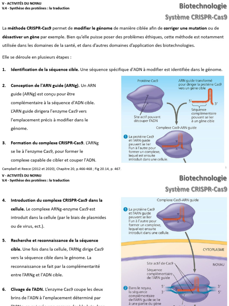 CRISPR-Cas9 : Guide de modification génétique | PDF | ADN | Gènome