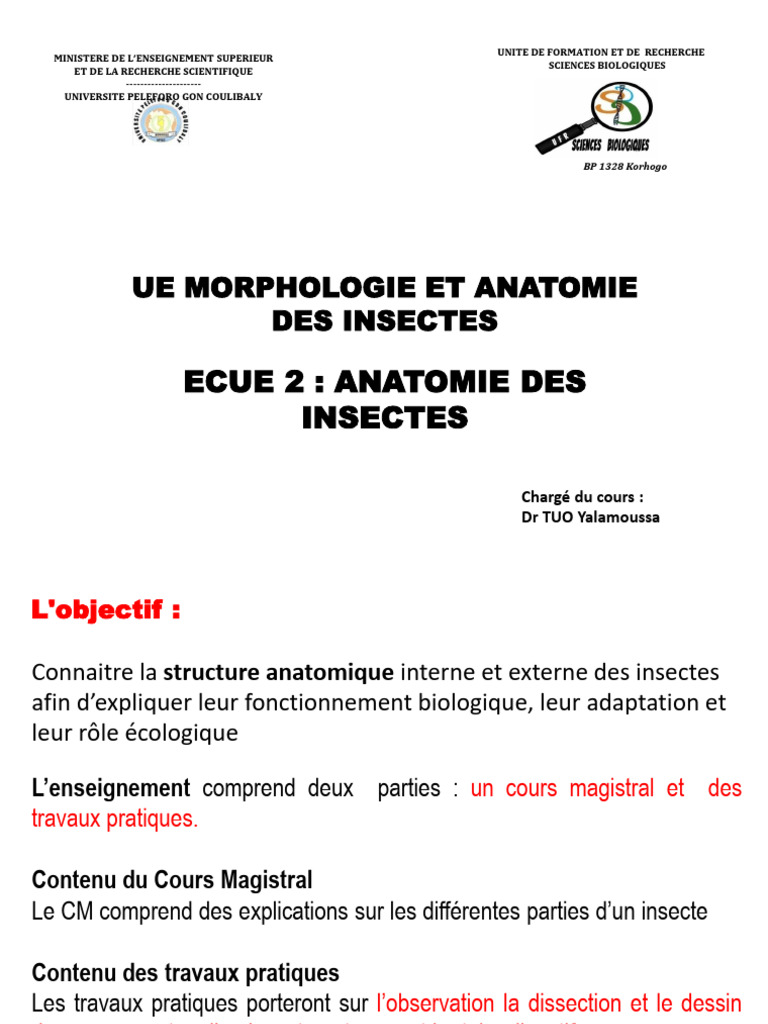 Anatomie des Insectes : Cours et Pratiques | PDF | Anatomie