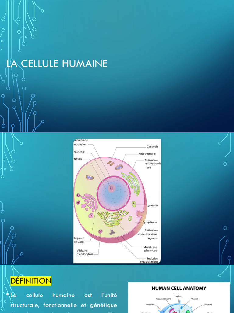 Structure et Fonction de la Cellule Humaine | PDF | Membrane cellulaire ...