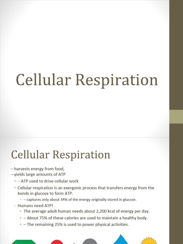 cellular respiration 2020 (2) | PDF | Adenosine Triphosphate | Cellular ...
