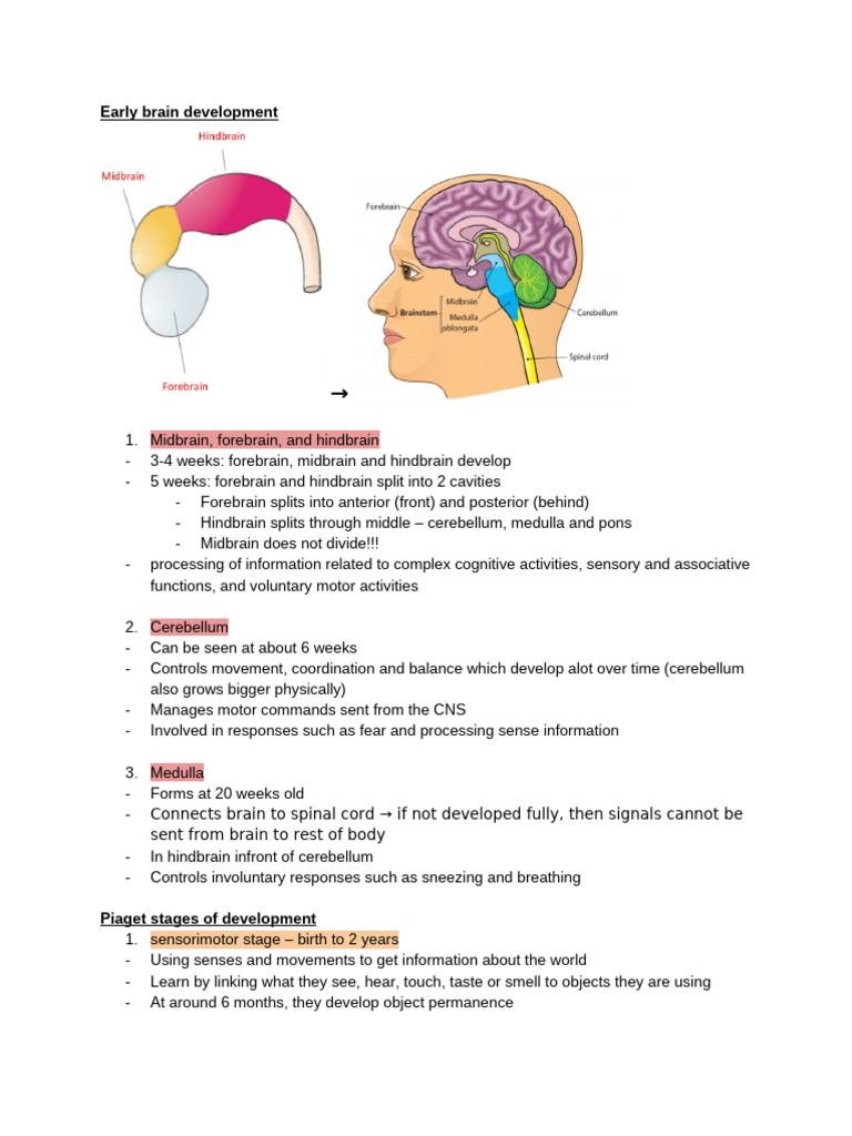 Early Brain Development and Learning Stages | PDF | Schema (Psychology ...