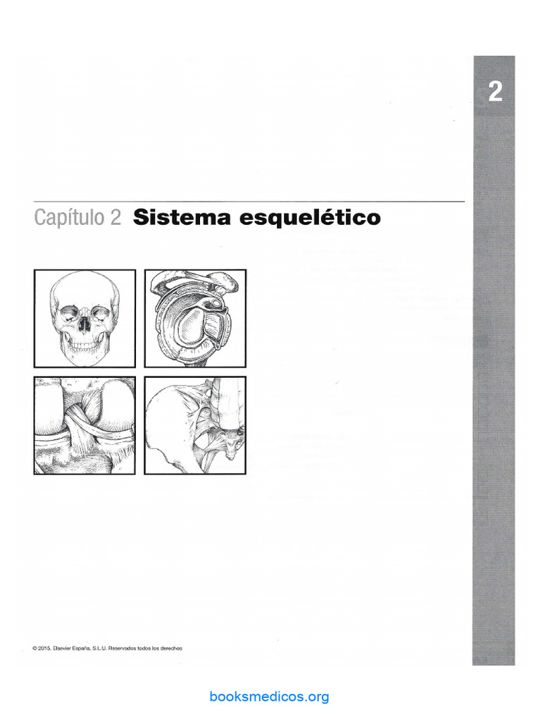 Cap 2 Netter Cuaderno de Anatomía | PDF