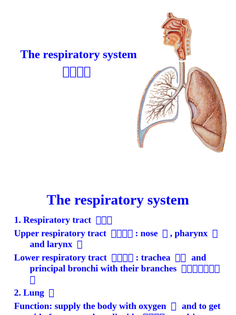 Overview of the Respiratory System | PDF | Human Nose | Larynx