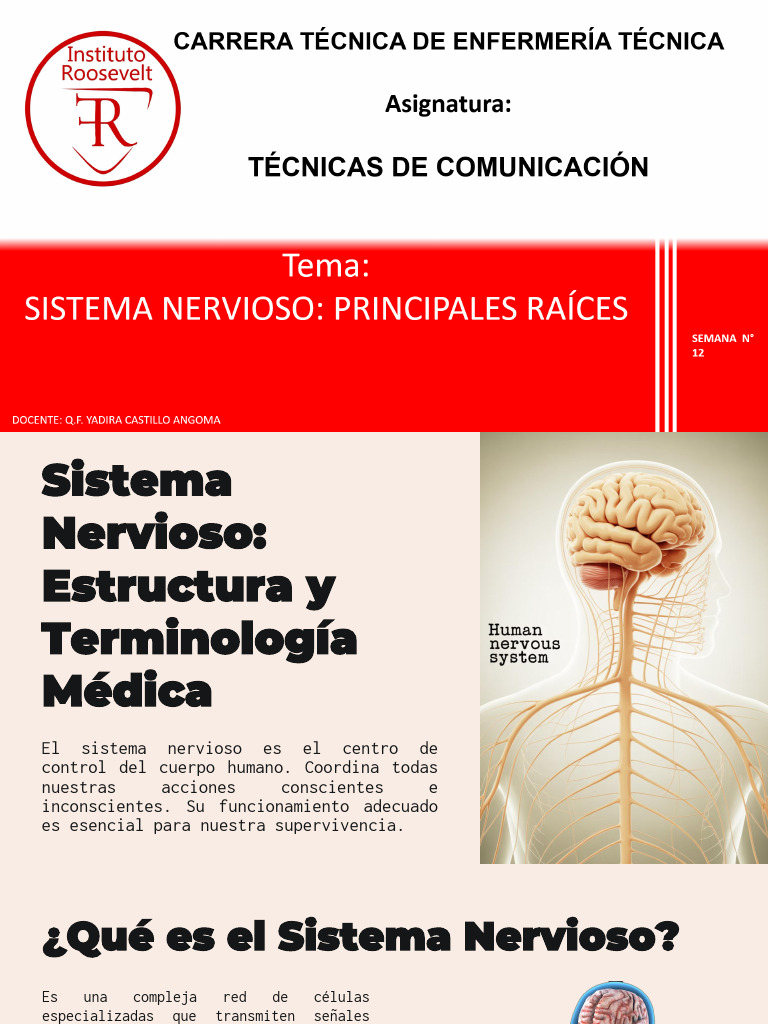 Estructura y Funciones del Sistema Nervioso | PDF | Cerebro | Neurona