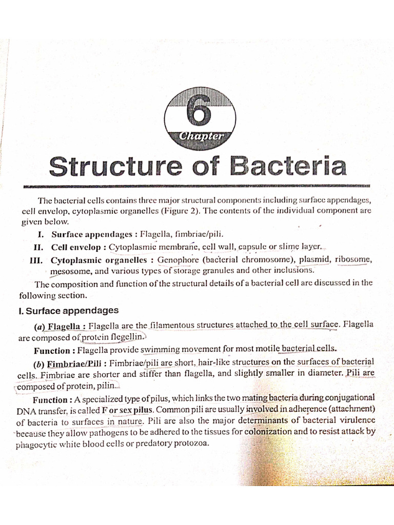 Structure of Bacteria | PDF