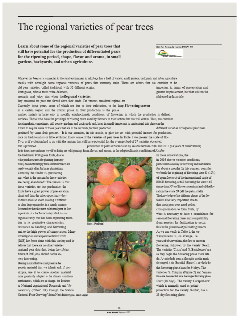 The Regional Varieties of Pears | PDF | Pear | Pollination