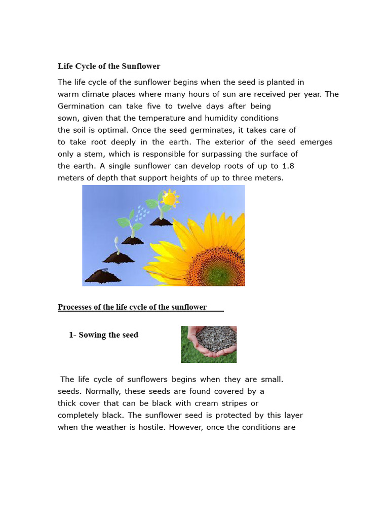 Sunflower Life Cycle Explained | PDF | Seed | Germination