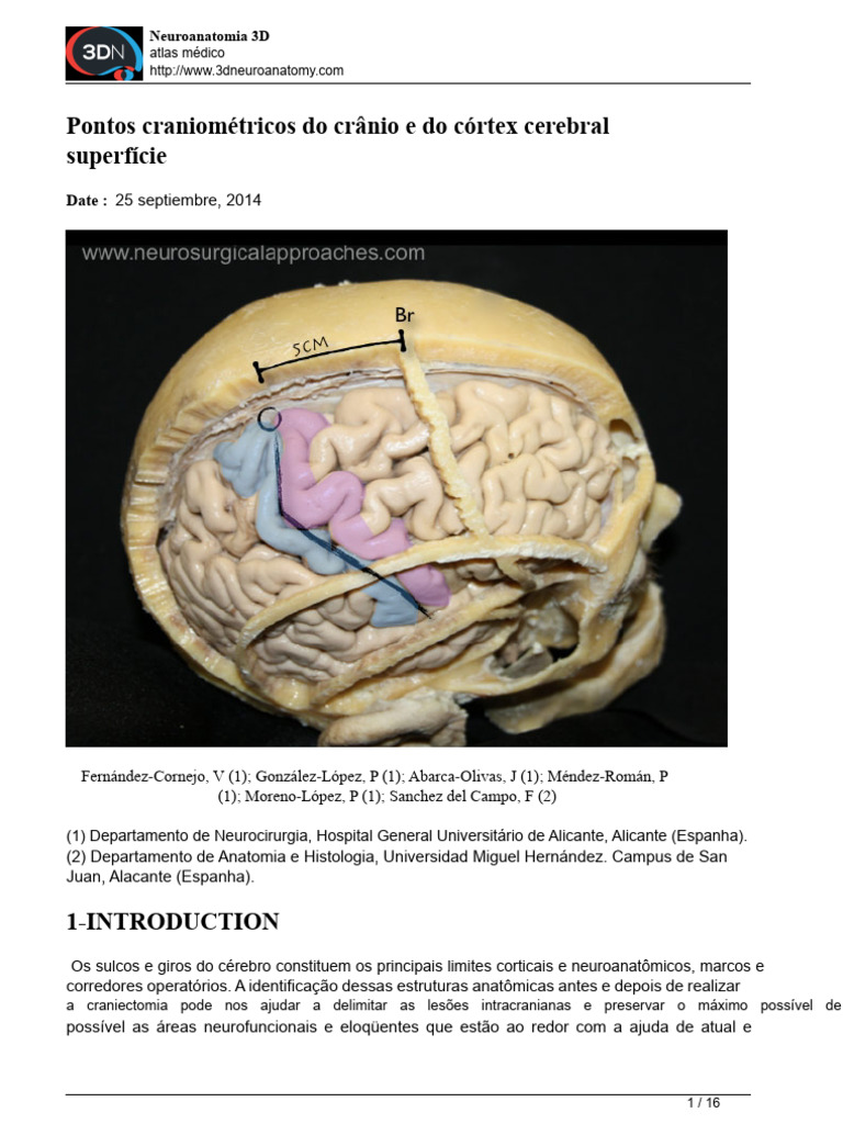 Atlas 3D de Neuroanatomia Crânio-Cerebral | PDF | Córtex cerebral ...