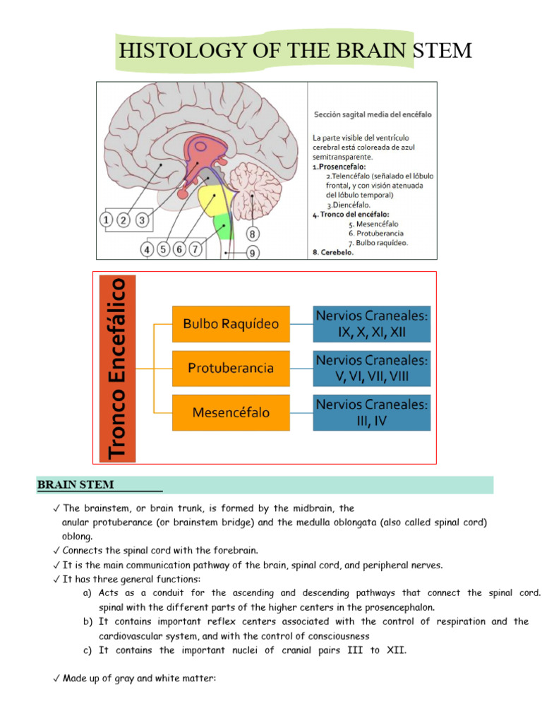 Histology of The Brainstem | PDF | Brainstem | Spinal Cord