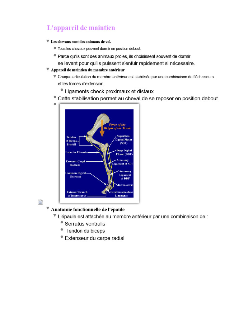 Anatomie et maintien des membres du cheval | PDF | Genou | Articulation ...