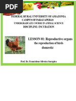 Duck Reproductive Anatomy Overview | PDF | Testicle | Ovary