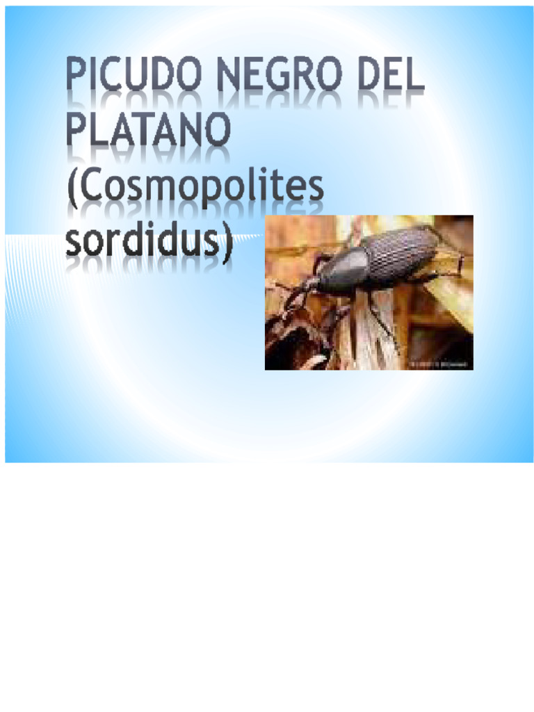 Black Weevil: Impact and Control Methods | PDF | Pest (Organism ...