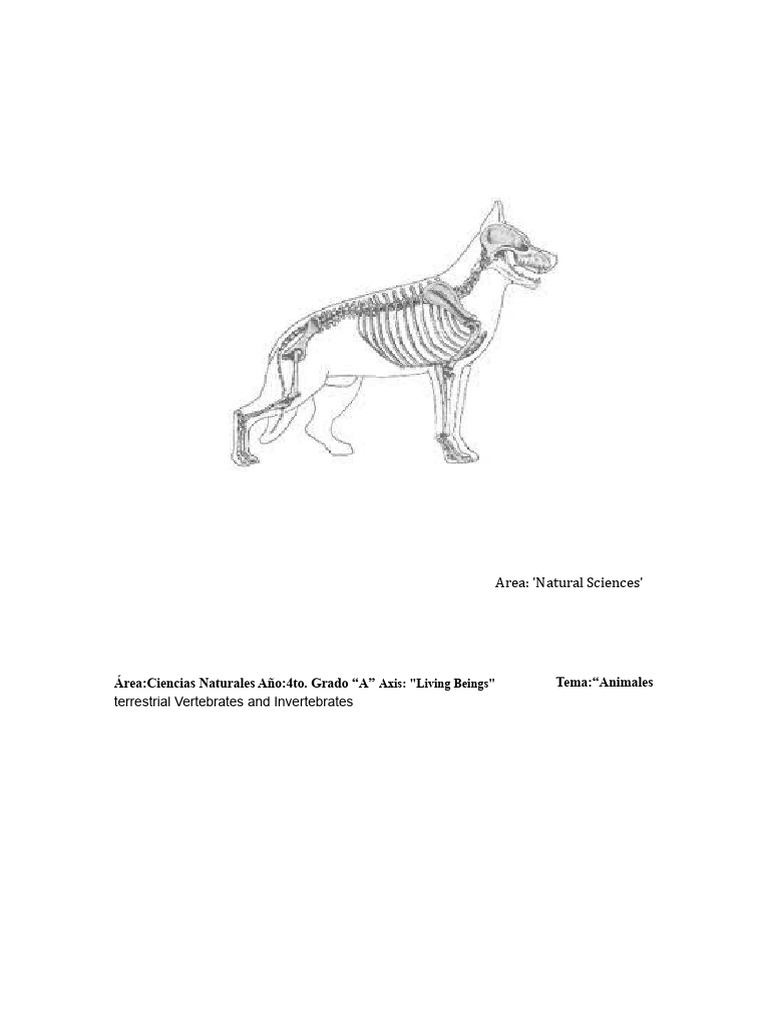 Vertebrates vs. Invertebrates Guide | PDF | Invertebrate | Skeleton