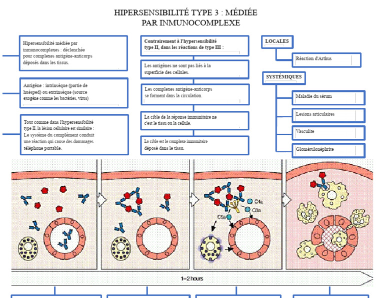 Hypersensibilité Type 3 : Médiane par Immunocomplexes | PDF