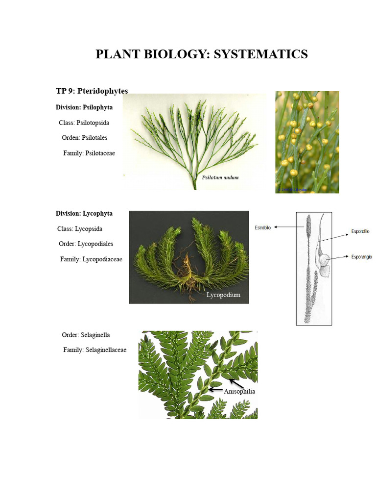 Plant Systematics: Pteridophytes to Angiosperms | PDF | Fern | Plants