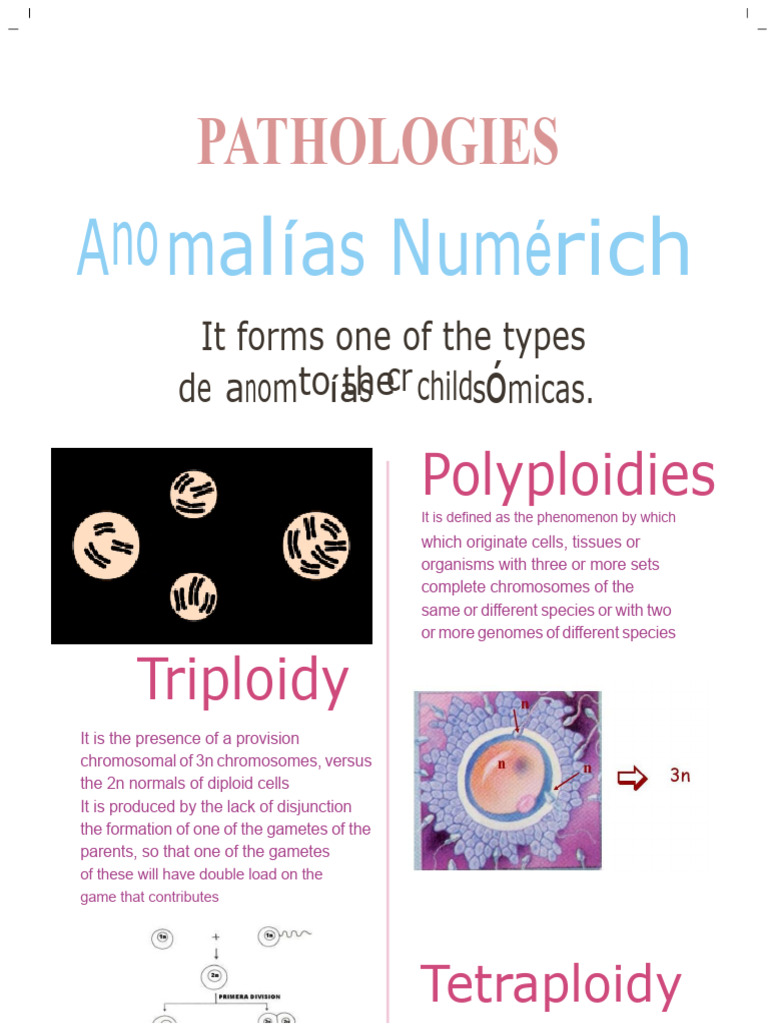 Infographics On Numerical and Structural Pathologies | PDF