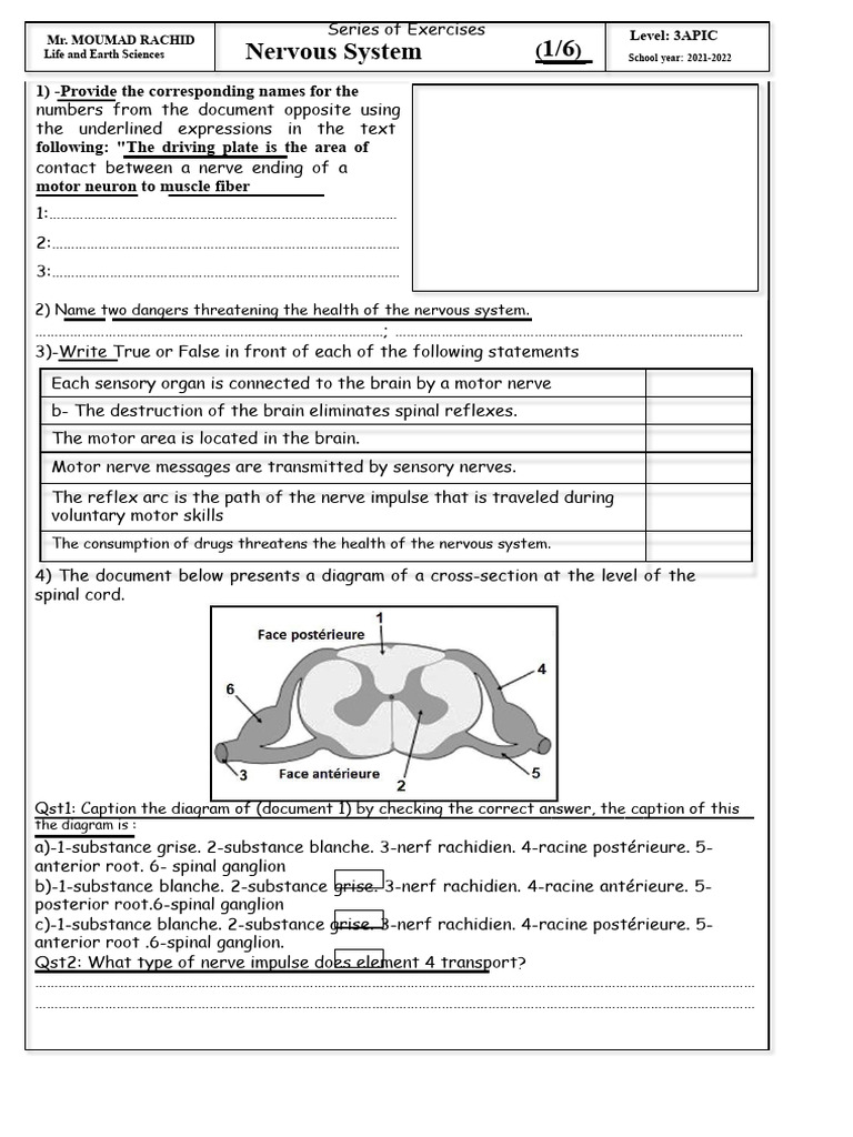 Exercise Series - Nervous System | PDF | Motor Neuron | Nervous System