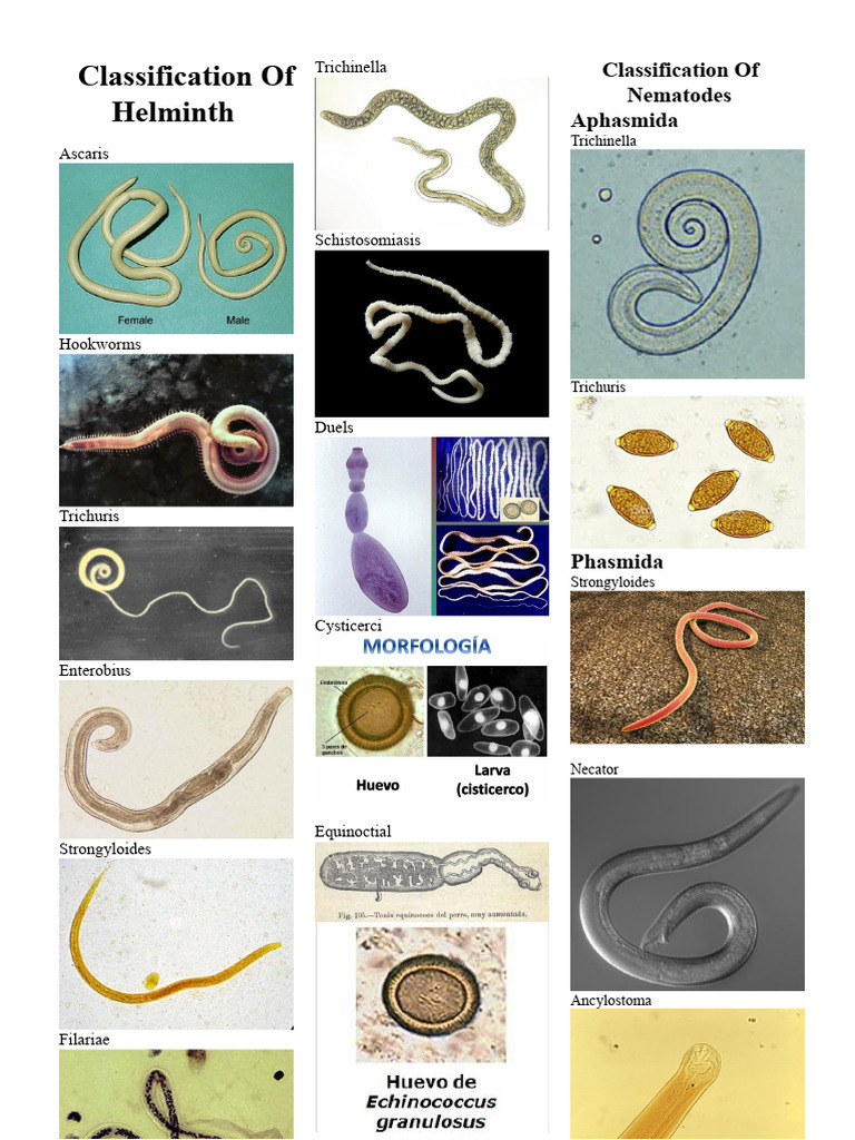 Nematode and Helminth Classification Guide | PDF | Parasitism ...