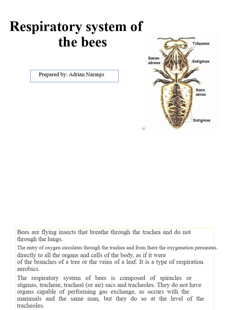 Bee Respiratory System Explained | PDF | Respiratory System | Insects