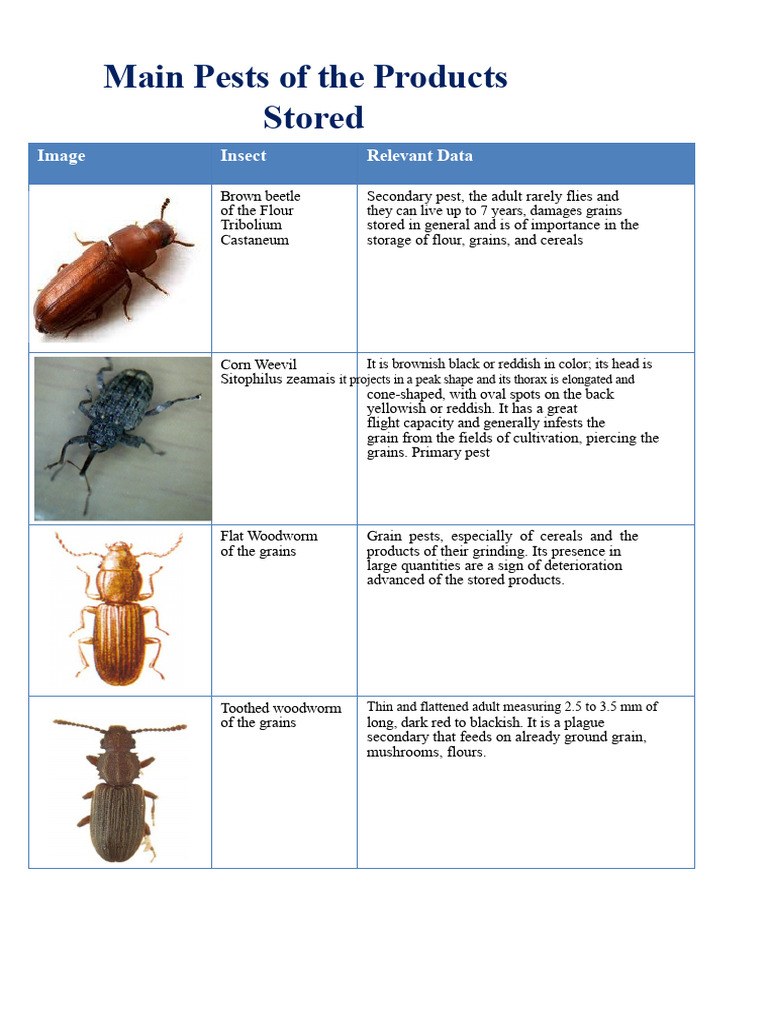 Key Stored Product Pests Guide | PDF | Insects And Humans | Insects