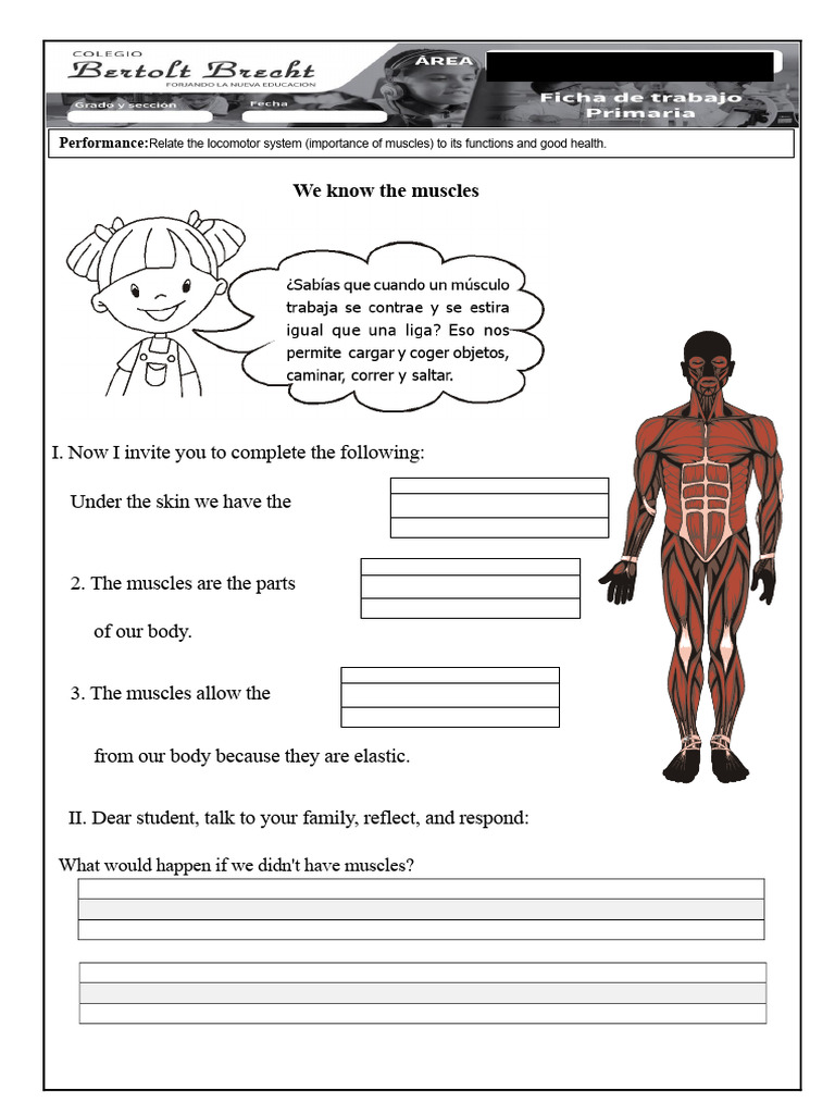 1st Grade Science: Understanding Muscles | PDF