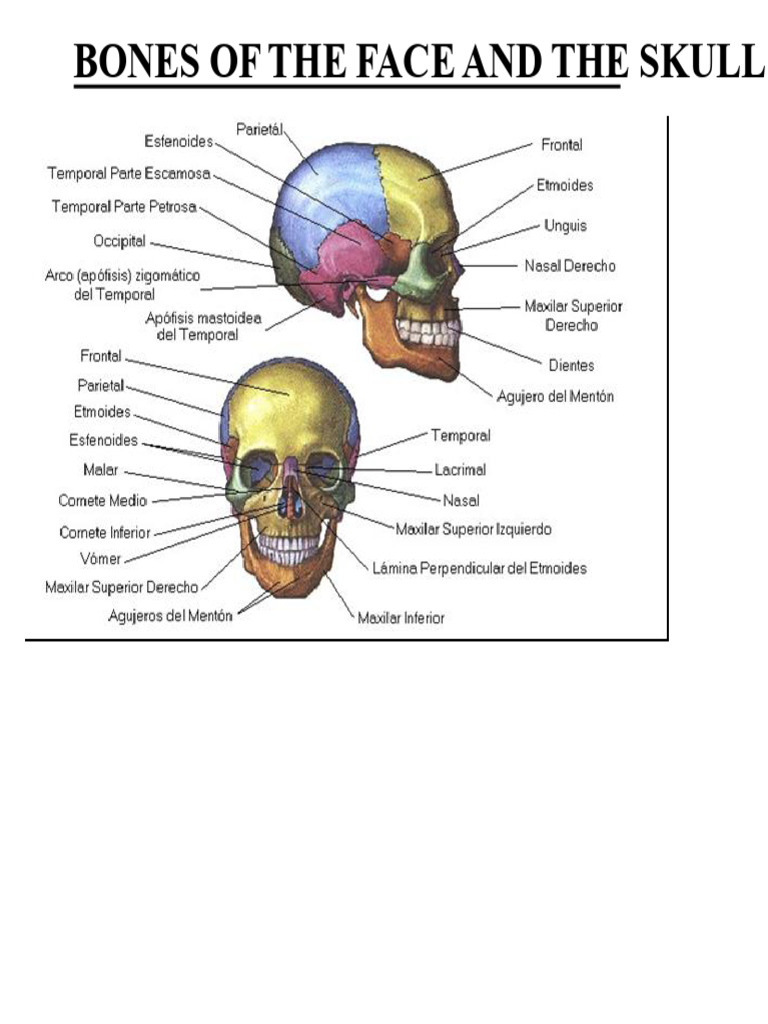 BONES OF THE FACE AND THE SKULL (1) | PDF | Skull | Human Nose