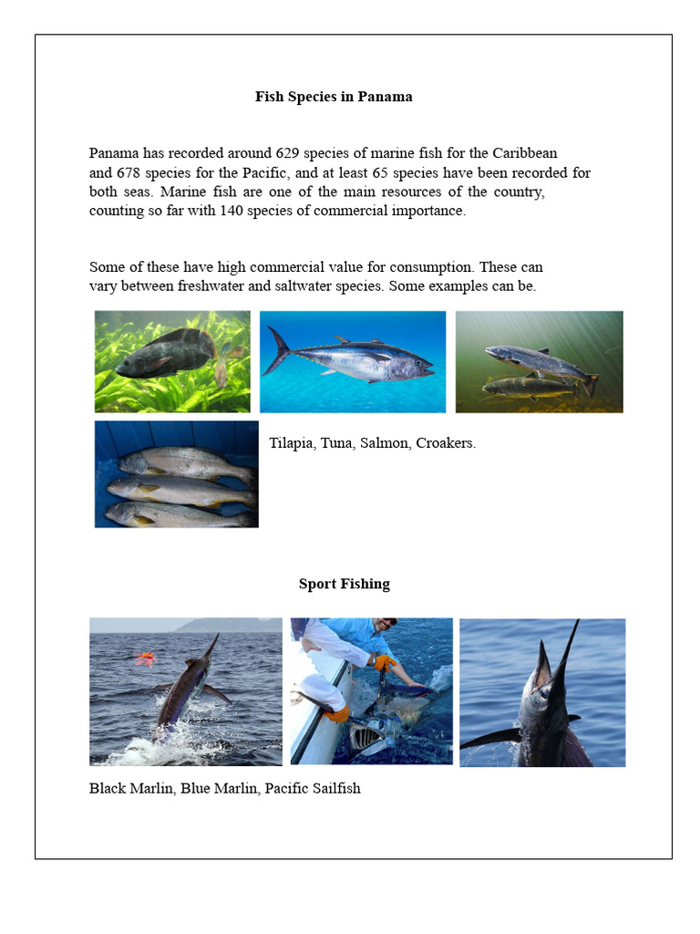 Fish Species in Panama | PDF