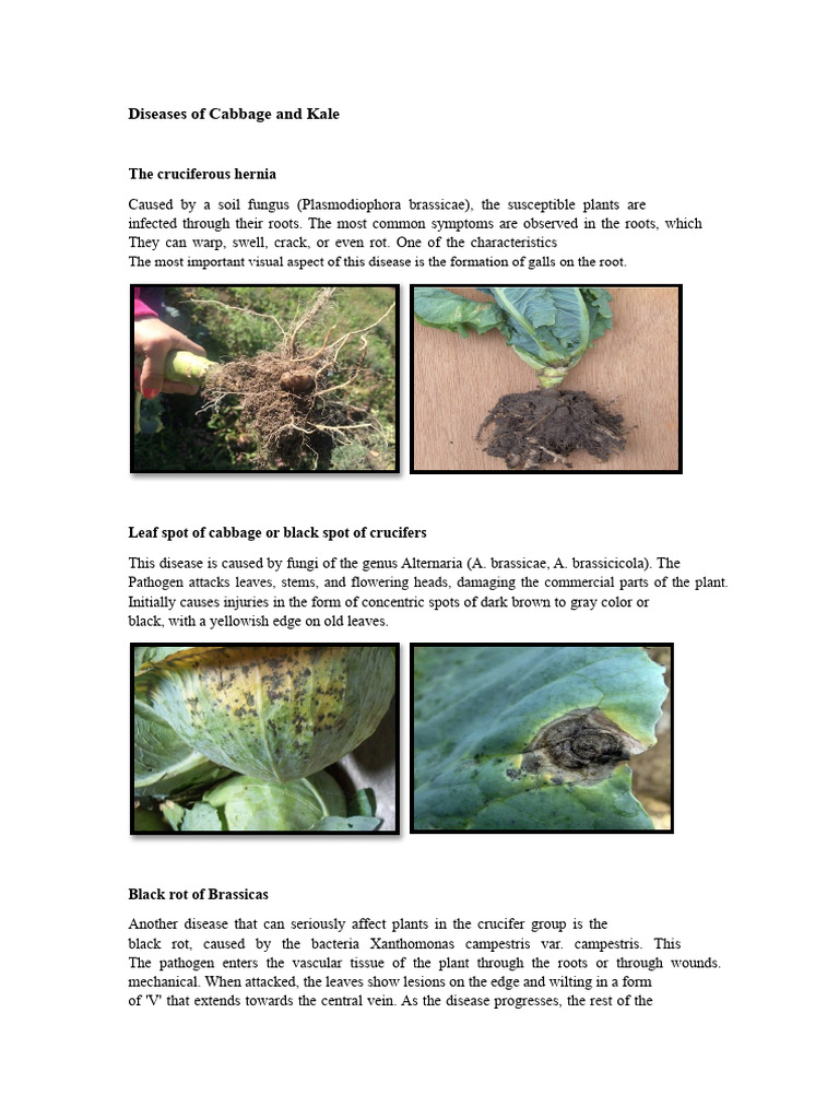 Diseases of Cabbage and Kale | PDF