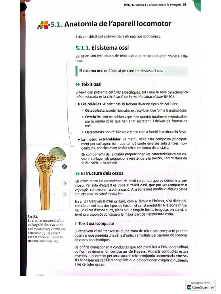 Anato AP Loc | PDF
