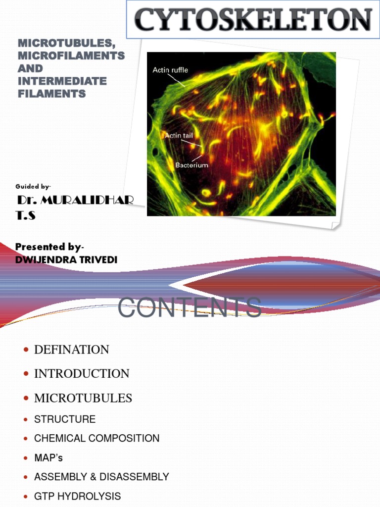 Microfilaments Microtubules Intermediate Filaments