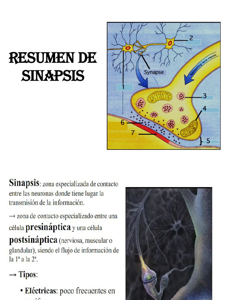 Resumen Sinapsis | PDF | Sinapsis | Neurona