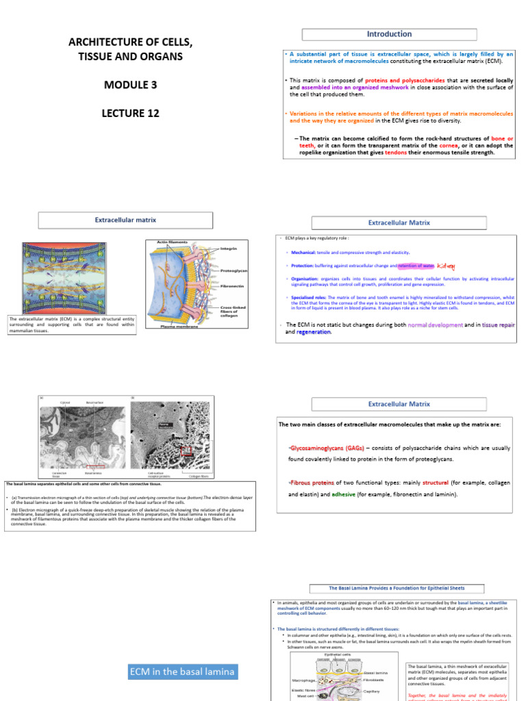 MF - Module III Lecture 12 - Converted 2 | PDF | Extracellular Matrix ...