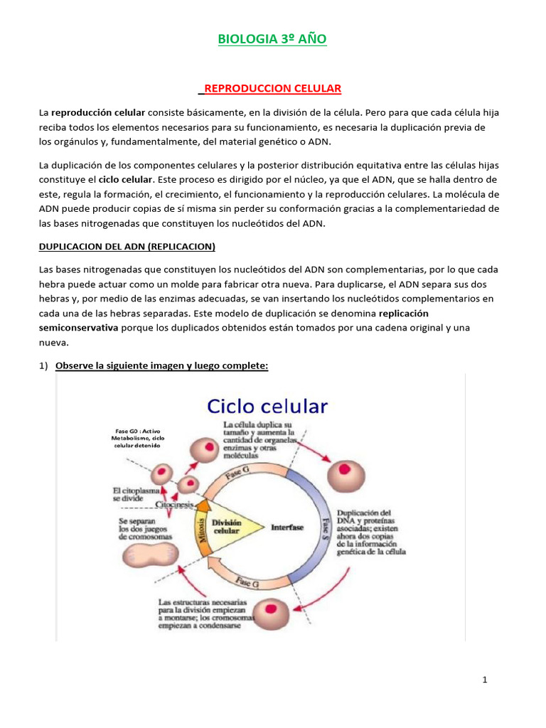 Reproducción Celular y Ciclo del ADN | PDF | Mitosis | Mitosis
