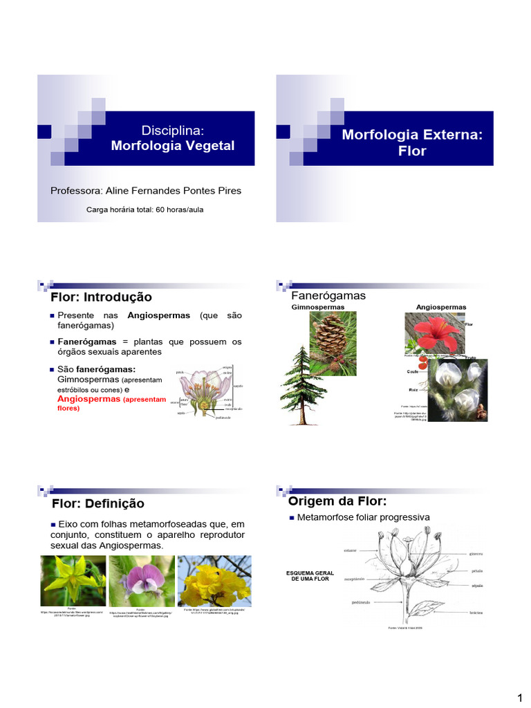 Morfologia da Flor: Estruturas e Funções | PDF | Flores | Plantas