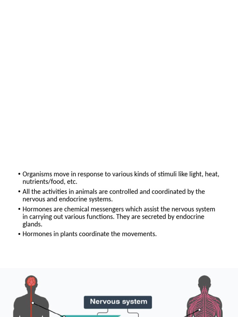 Control and Coordination | PDF | Central Nervous System | Neuron