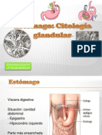 Presentación ESTÓMAGO. CITOLOGÍA DE LAS GLÁNDULAS