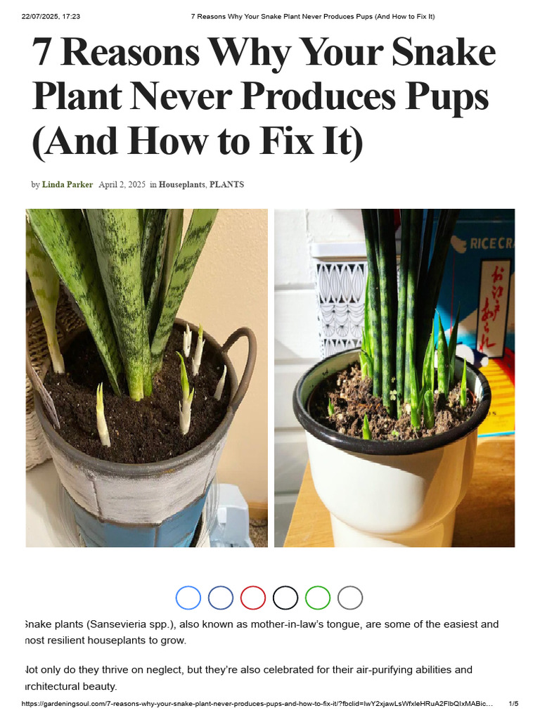 7 Reasons Your Snake Plant Lacks Pups | PDF | Houseplant | Plant Nutrition