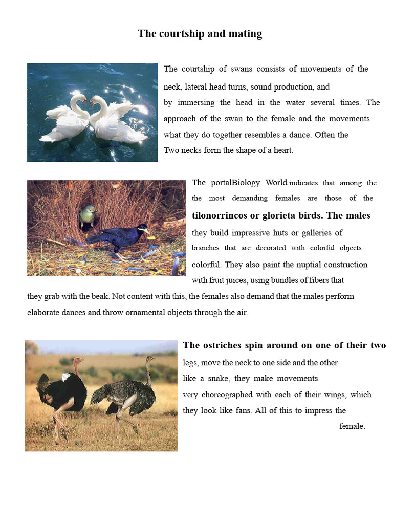 Animal Courtship and Mating Rituals | PDF