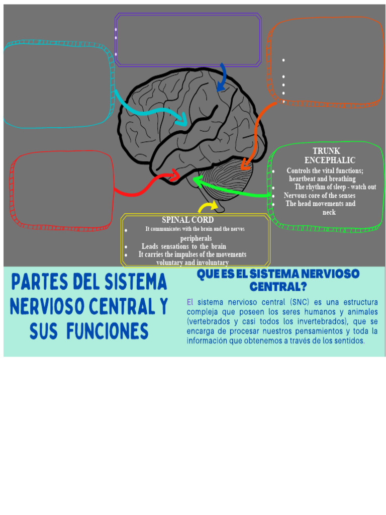 Parts of The Central Nervous System and Their Functions | PDF
