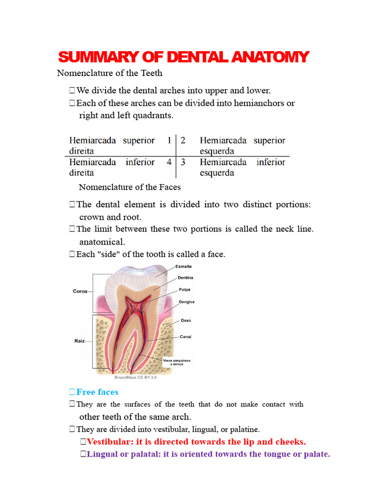 Dental Anatomy Summary | PDF | Dental Anatomy | Tooth