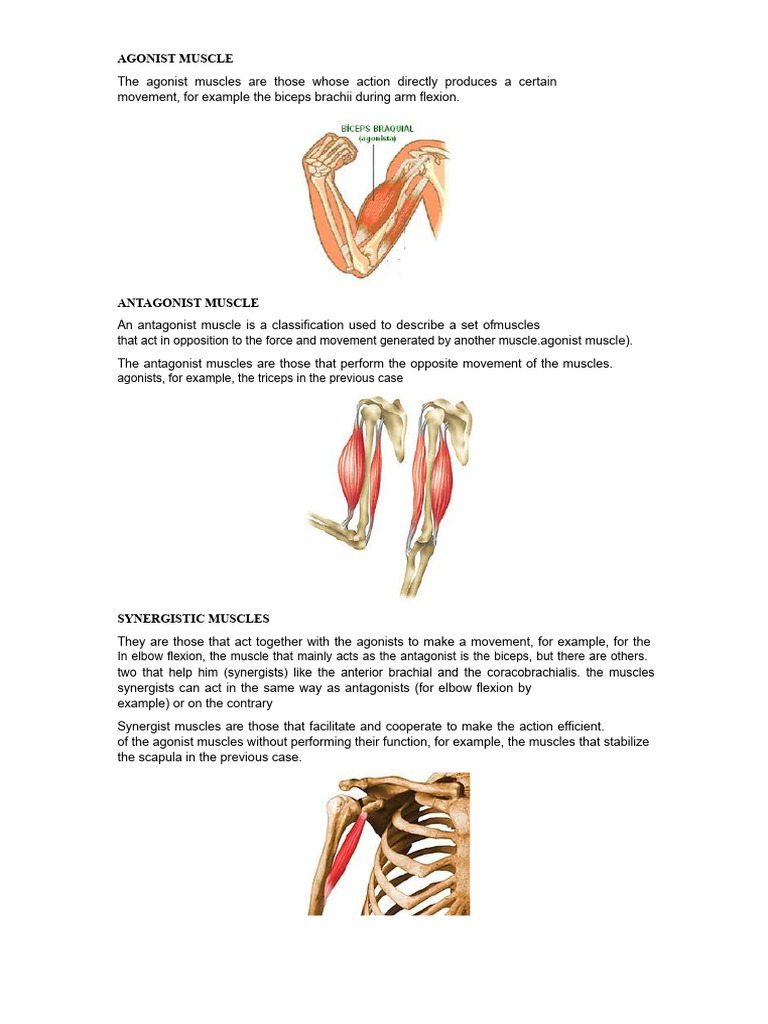 Understanding Agonist, Antagonist, and Synergist Muscles | PDF