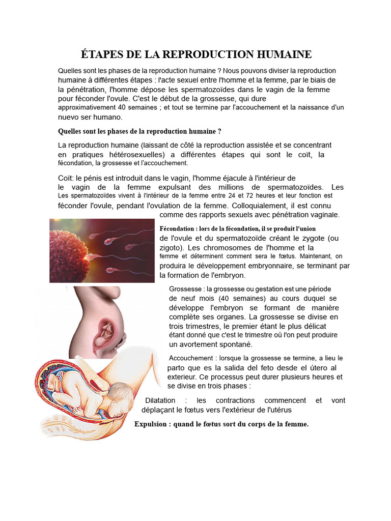 Phases de la reproduction humaine | PDF | Grossesse | Reproduction humaine