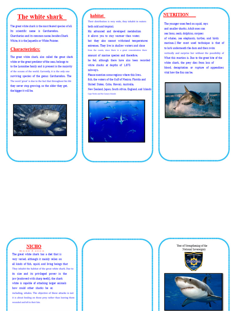 Triptych The Great White Shark | PDF | Great White Shark | Sharks
