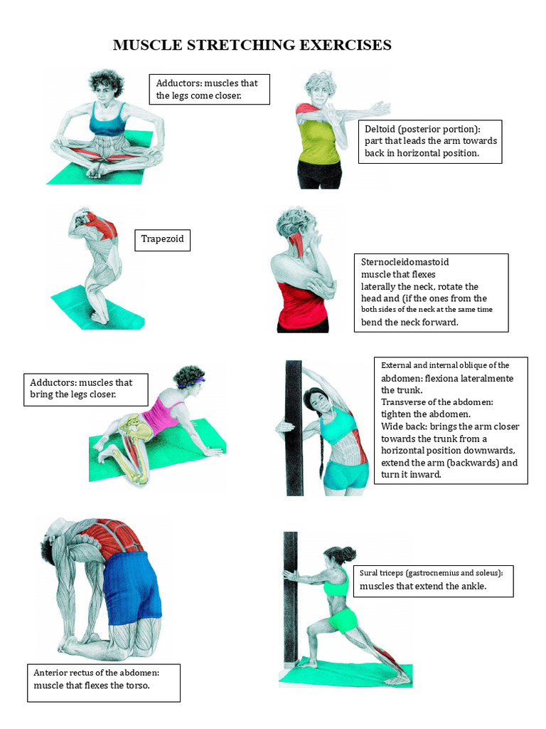 Muscle Stretching Exercises | PDF | Abdomen | Anatomical Terms Of Motion