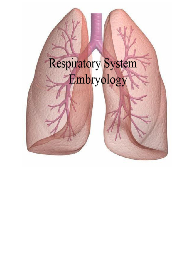 Embryology of the Respiratory System.pptx | PDF | Lung | Respiratory System
